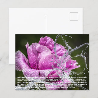 Cartão Postal De Festividades Cartão-postal Butterfly