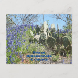 Cartão Postal De Festividades Cartão-postal Country Texas Bluebonnets e Cactus
