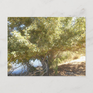 Cartão Postal De Festividades Cartão-postal da Antiga Árvore Apple Bush Ocidenta