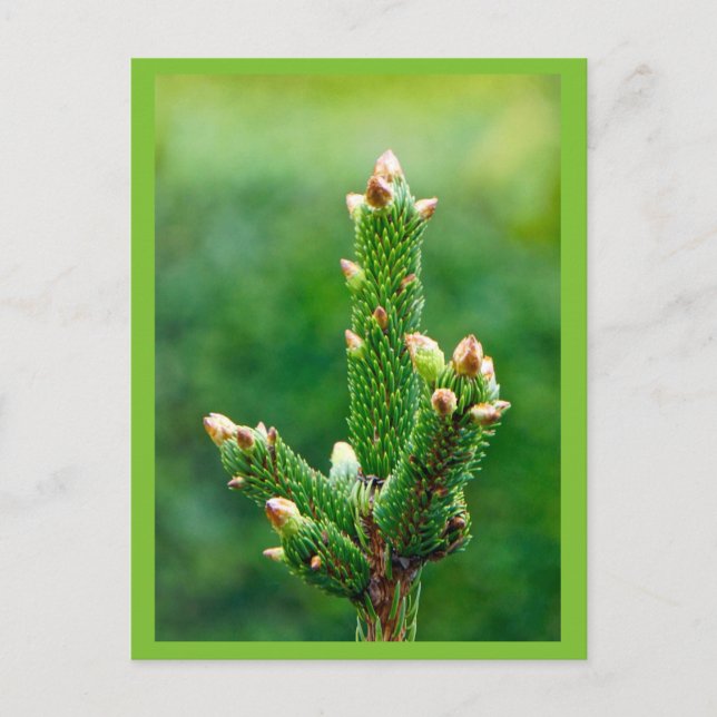 Cartão Postal De Festividades Cartão-postal da Árvore de Natal Budding (Frente)