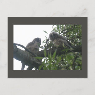 Cartão Postal De Festividades Cartão-postal de duas jovens corujas de orelha lon