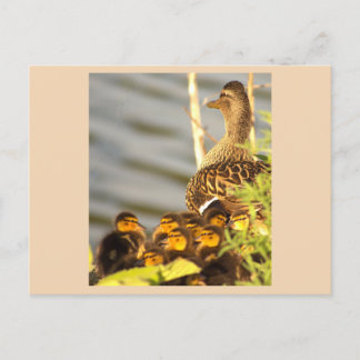 Cartão Postal De Festividades Cartão-postal de Duck e Ducklings