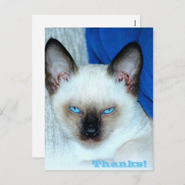 Cartão Postal De Festividades Cartão-postal de feriado de obrigados (Frente/Verso)