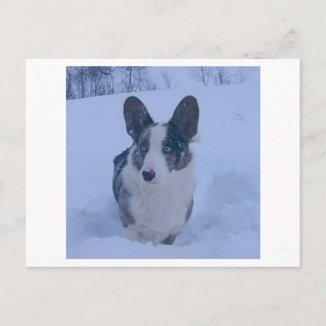 Cartão Postal De Festividades Cartão-postal de Férias de Neve (Frente)