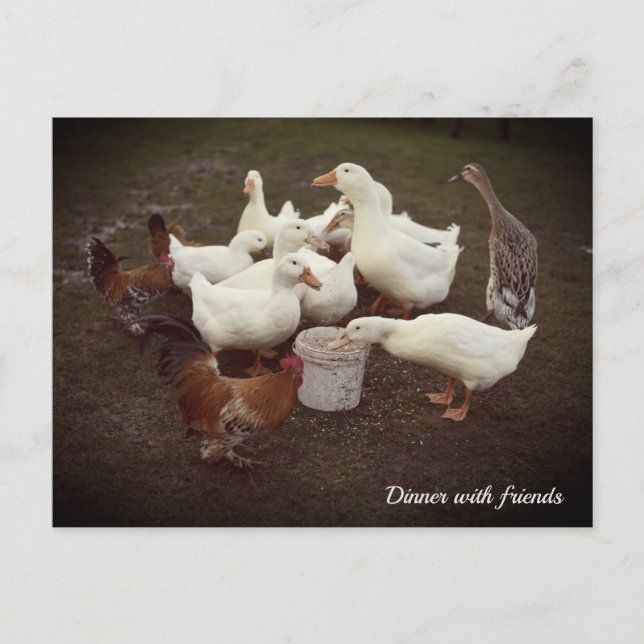 Cartão Postal De Festividades Cartão-postal de Janto Engraçado Patos e Galinhas (Frente)
