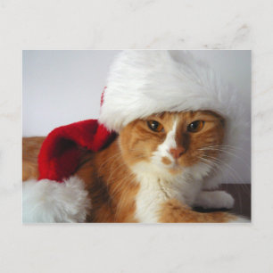 Cartão Postal De Festividades Cartão-postal de Natal Cat em Santa Hat