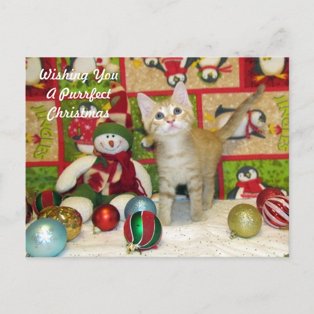 Cartão Postal De Festividades Cartão-postal de Natal de Breezy - Gato/Gatinho (Frente)