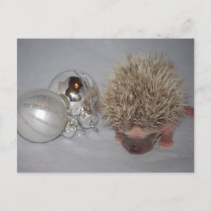 Cartão Postal De Festividades Cartão-postal de Natal do Baby Hedgehog