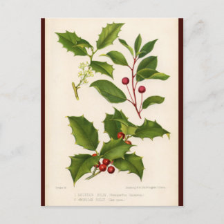 Cartão Postal De Festividades Cartão-postal de Natal Holly Botanical Illustratio