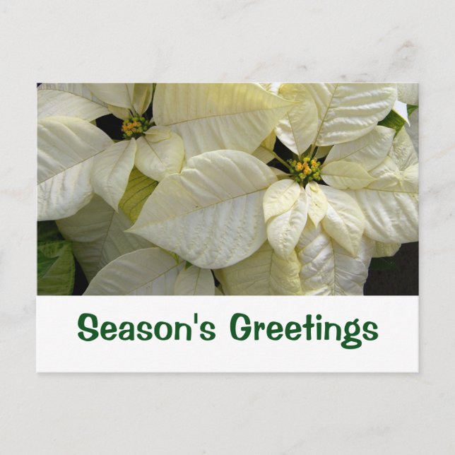 Cartão Postal De Festividades Cartão-postal de saudações de White Poinsettia Sea (Frente)