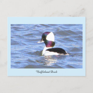 Cartão Postal De Festividades Cartão-postal do Bufflehead