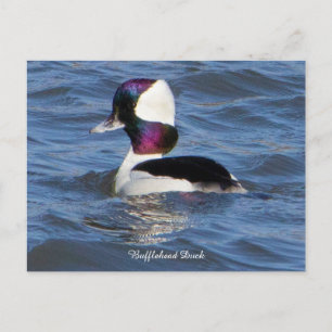 Cartão Postal De Festividades Cartão-postal do Bufflehead