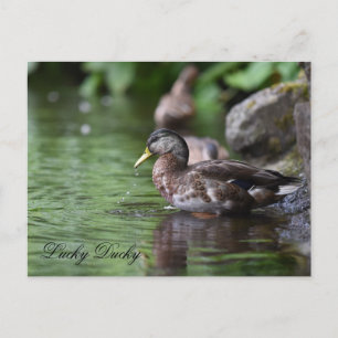 Cartão Postal De Festividades Cartão-postal Ducky