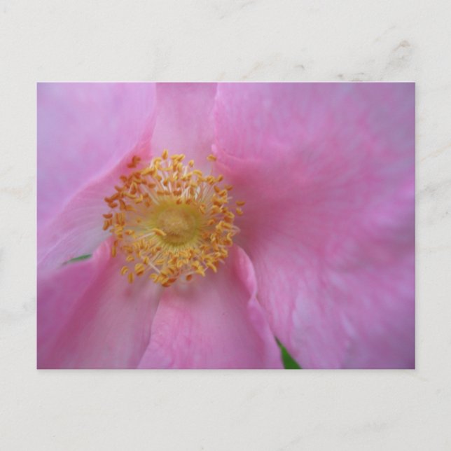 Cartão Postal De Festividades Cartão-postal Feriado (Frente)