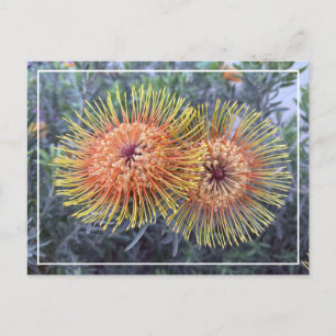 Cartão Postal De Festividades Cartão-postal Floral Laranja-Amarelo e Gordo