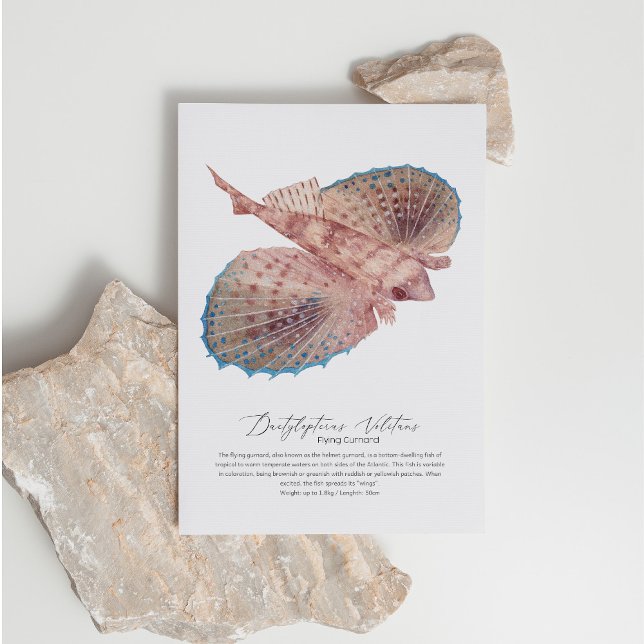 Cartão Postal De Festividades Cartão-postal Flying Gurnard (Criador carregado)