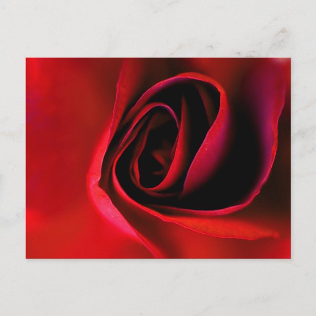 Cartão Postal De Festividades Cartão-postal Impressão de rosa vermelha (Frente)