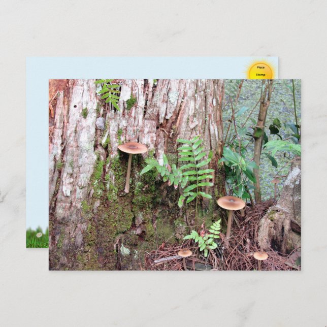 Cartão Postal De Festividades Cartão-postal para Cogumelos Pequenos (Frente/Verso)