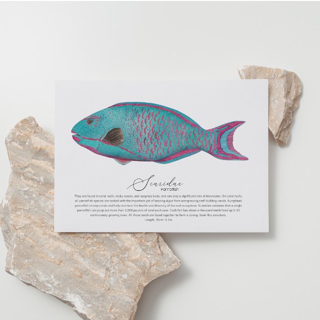 Cartão Postal De Festividades Cartão-postal Parrotfish (Criador carregado)