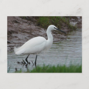 Cartão Postal De Festividades Cartão-postal pequeno Egret