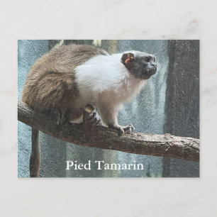 Cartão Postal De Festividades Cartão-postal Pied Tamarin