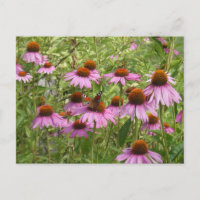 Cartão-postal Purple Coneflowers with Butterfly DI