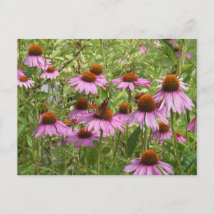 Cartão Postal De Festividades Cartão-postal Purple Coneflowers with Butterfly DI