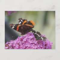 Cartão-postal Red Admirator and Map Butterfly