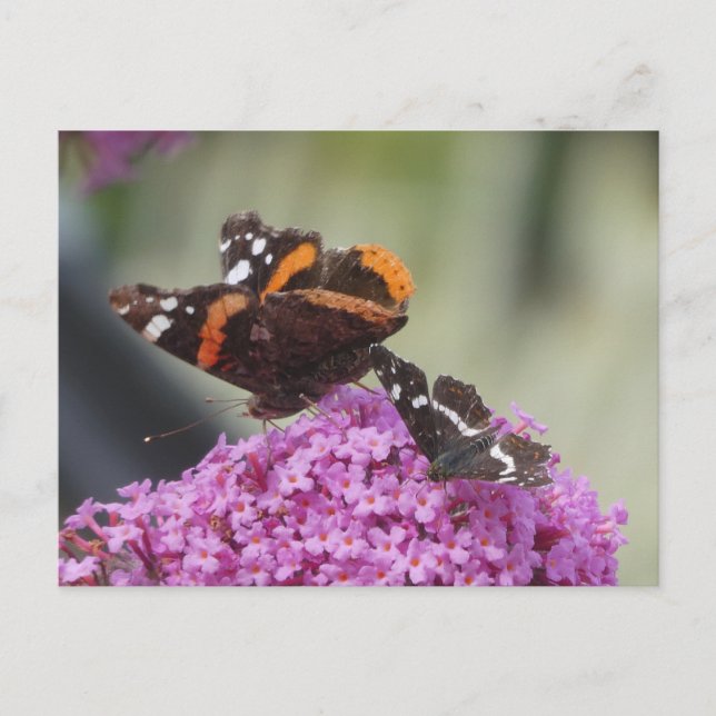 Cartão Postal De Festividades Cartão-postal Red Admirator and Map Butterfly (Frente)