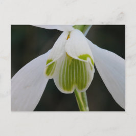 Cartão Postal De Festividades Cartão-postal Snowdrop