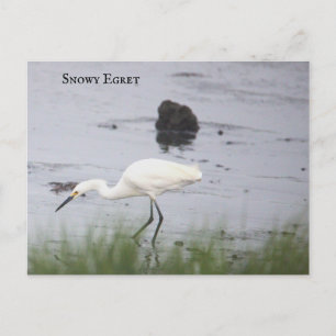 Cartão Postal De Festividades Cartão-postal Snowy Egret Bird
