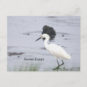 Cartão Postal De Festividades Cartão-postal Snowy Egret Bird