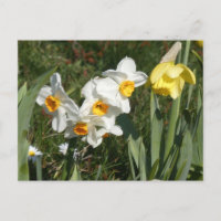 Cartão-postal Sunny Spring Flowers DIY