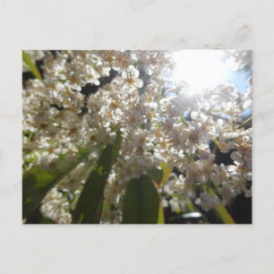 Cartão Postal De Festividades Cartão-postal Sunny White Laurel Flowers DIY
