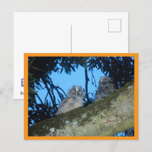 Cartão Postal De Festividades Cartão-postal "Tree DIY" com duas corujas brancas 