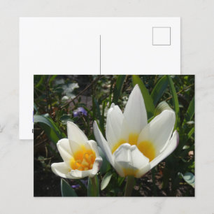Cartão Postal De Festividades Cartão-postal White Yellow Tulipes DIY