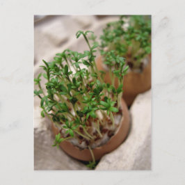 Cartão Postal De Festividades Cartaz De Ovo De Jardim Verde Na Páscoa