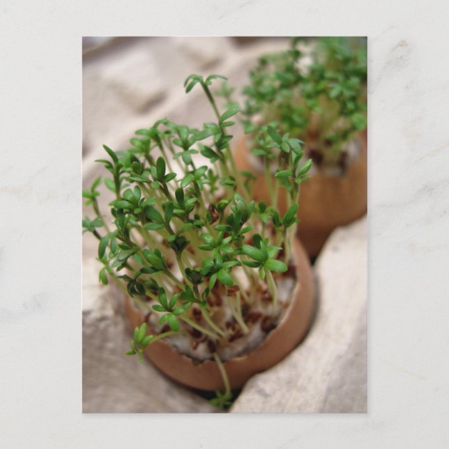 Cartão Postal De Festividades Cartaz De Ovo De Jardim Verde Na Páscoa (Frente)