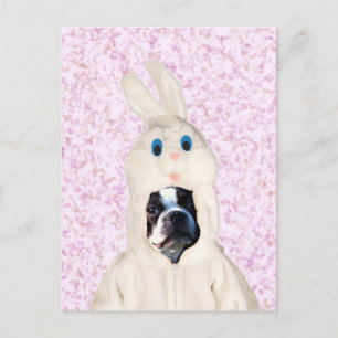 Cartão Postal De Festividades Cartaz do Coelho da Páscoa boston terrier