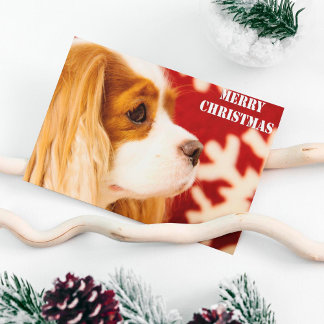 Cartão Postal De Festividades Cavalier King Charles Floco de Neve Natal