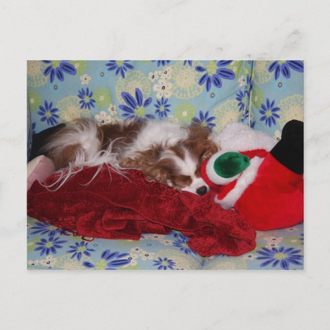 Cartão Postal De Festividades Cavalier King Charles Spaniel Sobrecarga de Natal (Frente)