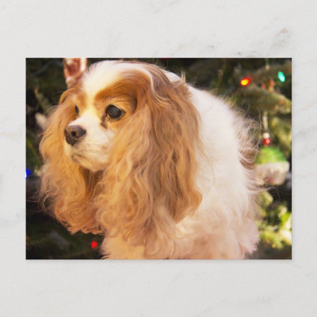 Cartão Postal De Festividades Cavalier King Charles Spaniel With Christmas Tree (Frente)