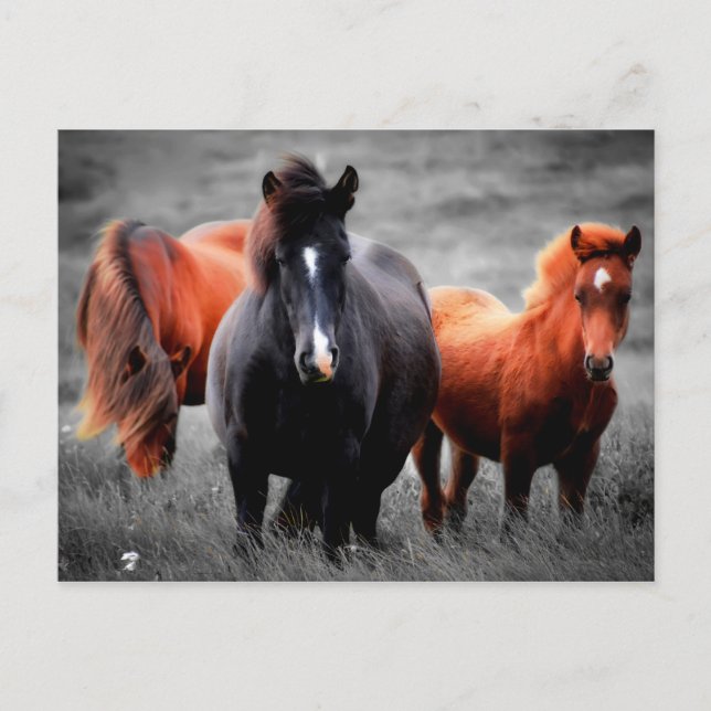 Cartão Postal De Festividades Cavalos No Campo Fotografia Parcial A Cor (Frente)