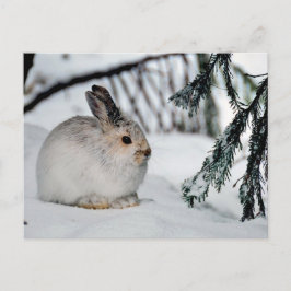 Cartão Postal De Festividades Cena Natural da Neve de inverno - Lebre de Snowsho