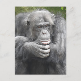 Cartão Postal De Festividades Chimpanzé Contemplativo