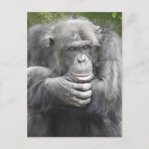 Cartão Postal De Festividades Chimpanzé Contemplativo