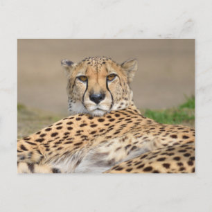 Cartão Postal De Festividades Chita Africana de Aproximação (Acinonyx jubatus)