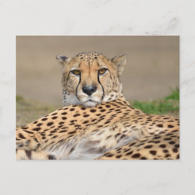Cartão Postal De Festividades Chita Africana de Aproximação (Acinonyx jubatus) (Frente)
