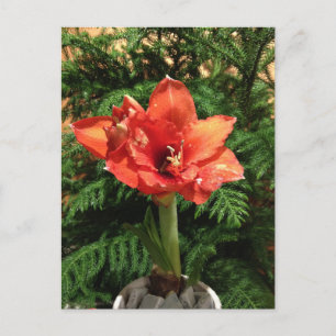 Cartão Postal De Festividades Christmas Amaryllis Flower