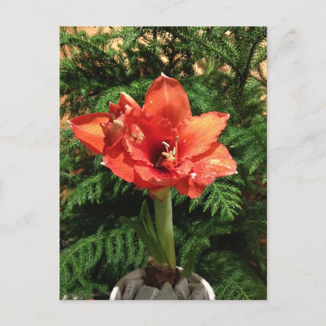 Cartão Postal De Festividades Christmas Amaryllis Flower (Frente)